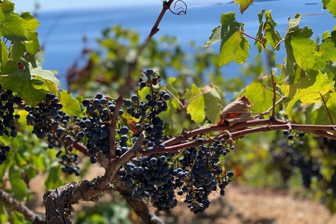 Authentic private viewpoint wine&dine tour - Milos Winery on Pelješac: Family-Run Wine Time Without the Rush