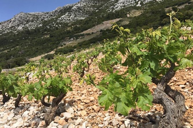 Classic Tour with Wine Tastings from Dubrovnik - Stop on Peljesac: WSET-Style Wine Tasting and the Oyster Start