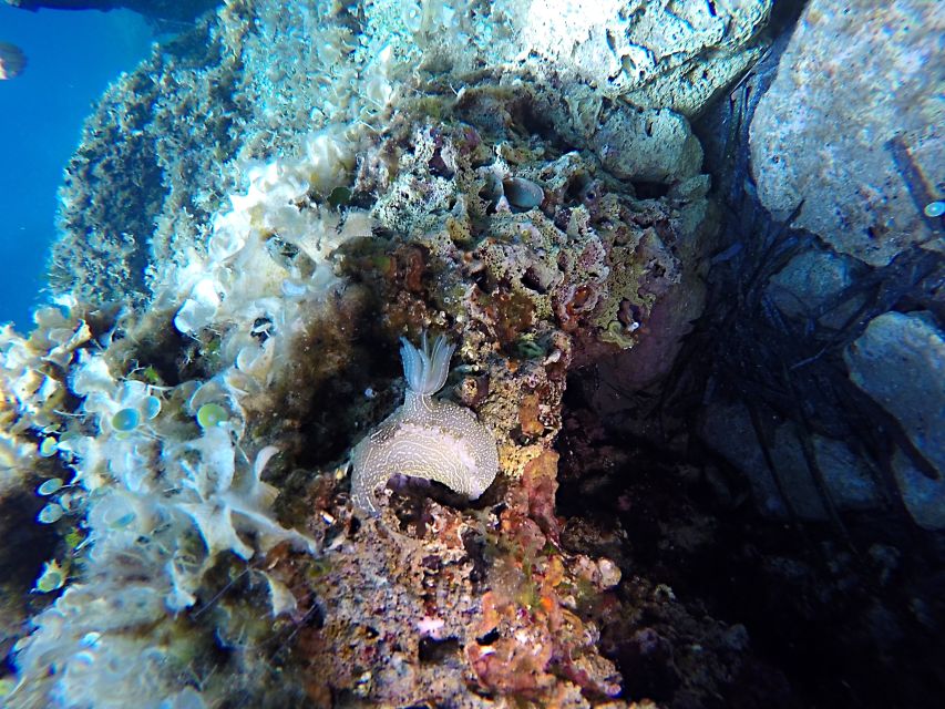 Dubrovnik: 1-Day Discover Scuba Diving Course - Dubrovnik’s Adriatic Setting Makes First-Timers Feel at Home