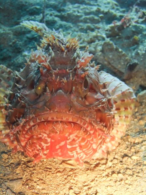 Dubrovnik: 1-Day Diving Package - The cold water reality: pack like it’s not summer