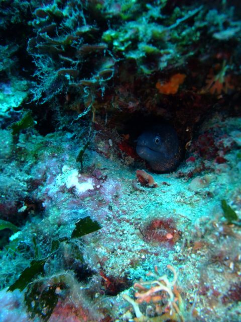 Dubrovnik: 1-Day Diving Package - Timing that actually gives you a break