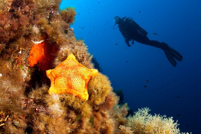 Dubrovnik 1 Dive for Certified Divers - Check-In And Gear At Blue Planet Center, Then A Real Briefing