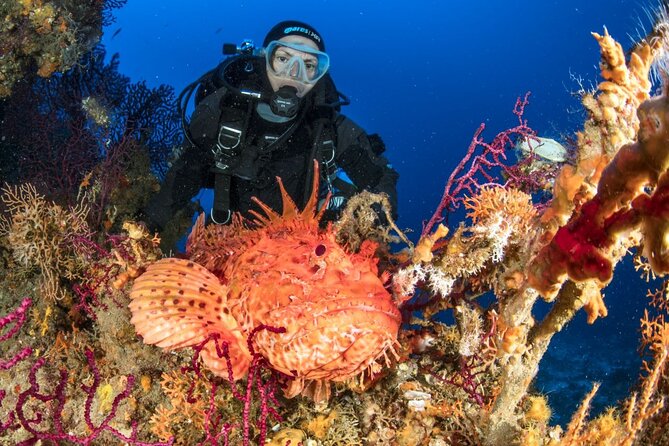 Dubrovnik 1 Dive for Certified Divers - Practical Booking Tips Before You Choose A Date