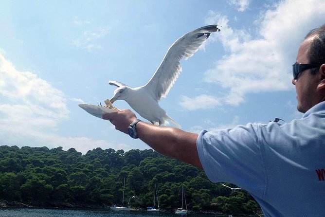Dubrovnik Elafiti Islands Cruise with Lunch, Drinks and Pickup - Stop 1: Koločep Island and the swim-beach rhythm