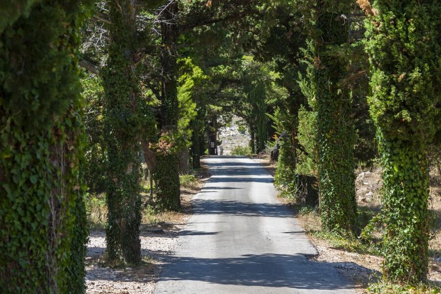 Dubrovnik: Game of Thrones Locations Driving Tour - Trsteno Arboretum: the King’s Landing garden walk that actually matches