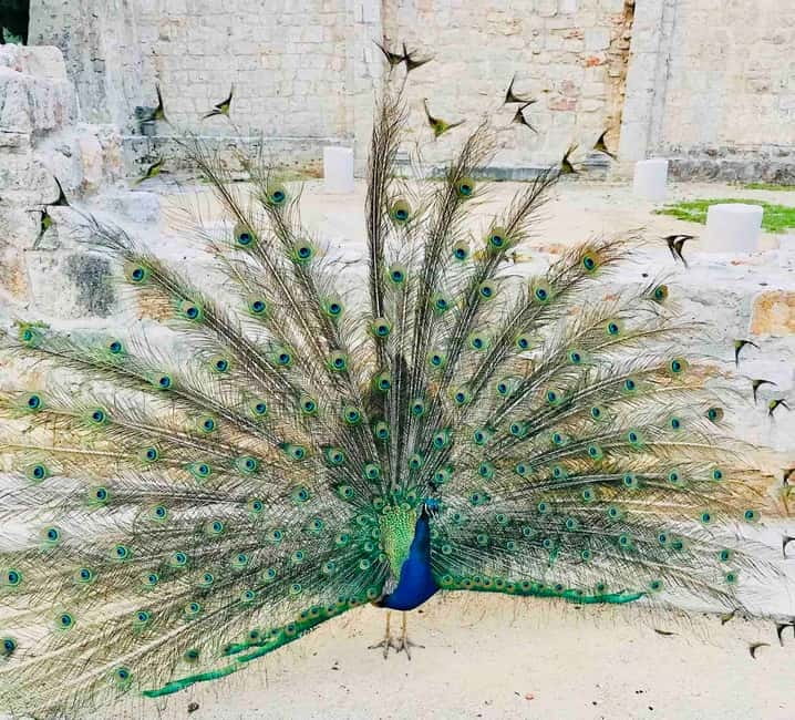 Dubrovnik or Cavtat: Lokrum Island and Betina Cave Boat Tour - Lokrum Island: gardens, monastery grounds, and the Dead Sea feeling