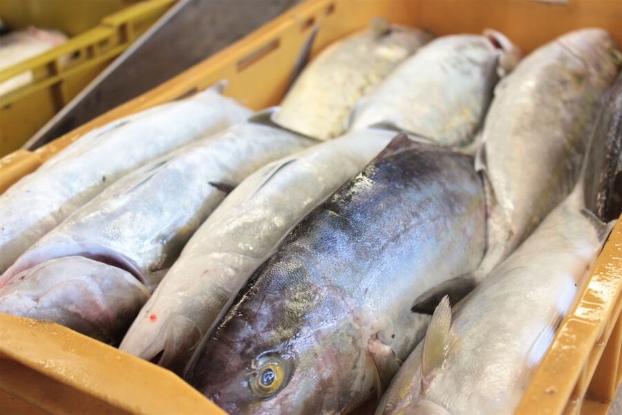 Dubrovnik: Private Cooking Experience with Wine Tasting - Key Points to Know Before You Go