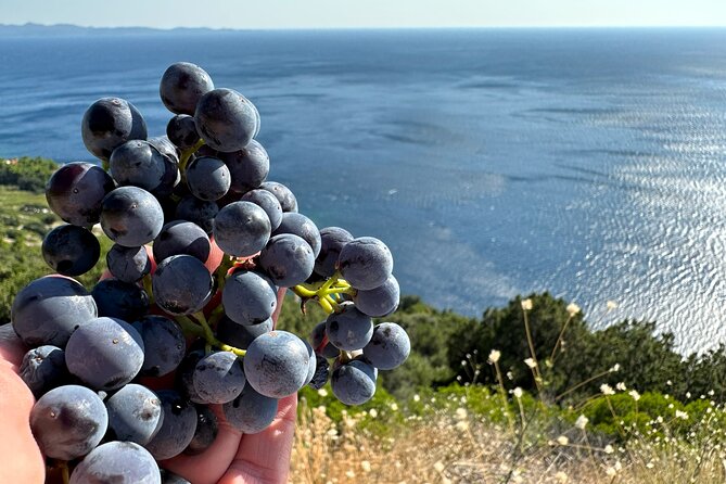 Dubrovnik Private Wine Tasting Tour to Peljesac Peninsula - Ćurlin winery in Ponikve: family winemaking and Plavac Mali