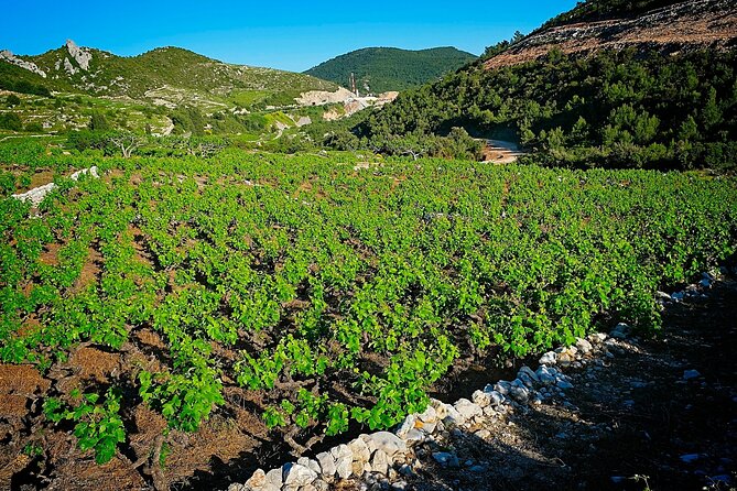 Half Day Tour - Deep and Dark Red Wine of Pelješac - Entering Ston: the perfect warm-up for Pelješac