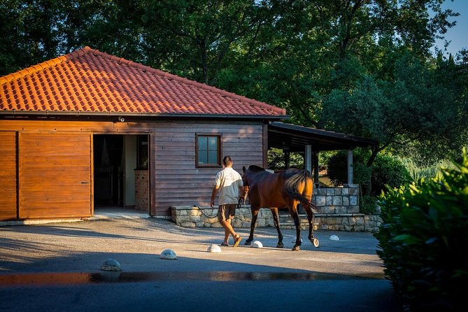 Horseback Riding in Konavle Region with Transport from Dubrovnik - Two hours of forest paths, coastline views, and Popovići ruins