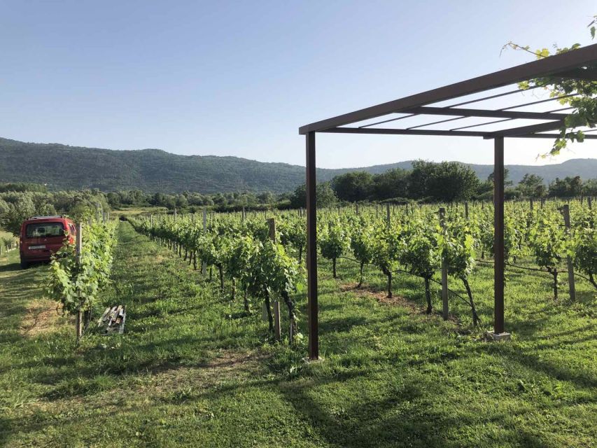 Konavle Valley: Private Half-Day Tour with Wine Tasting - Family-Run Winery Wine Tasting: What You’re Actually Learning