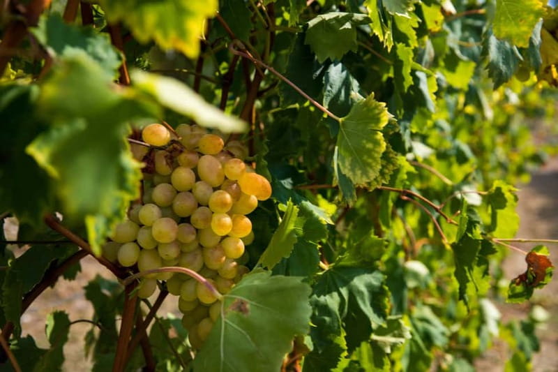 Konavle Valley: Tour with Wine Tasting from Dubrovnik - The old water mill in Ljuta: flour production you can see