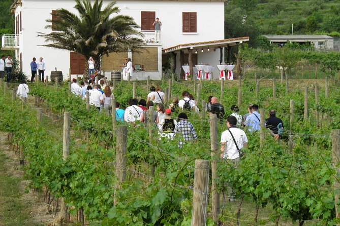 Konavle Valley Wine Tour from Dubrovnik with Train Ride and Wine Tasting - Getting out of Dubrovnik: Pickup, timing, and real-world logistics
