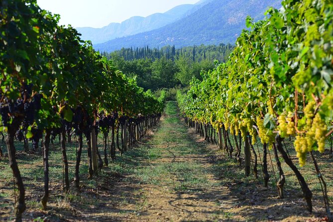 Korčula & Ston: Island Charms, Pelješac Delights & Wine Tasting - Pelješac Peninsula wine country: what you’re really buying with that tasting