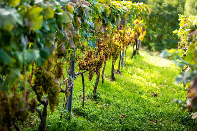 Olive farm & village - Getting Out of Dubrovnik Crowds, Vardia Farm Above the Adriatic