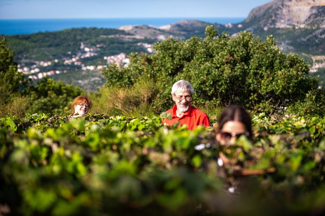 Olive farm & village - Wine and Liqueurs: What You’ll Drink, and Why It’s Tied to the Orchard
