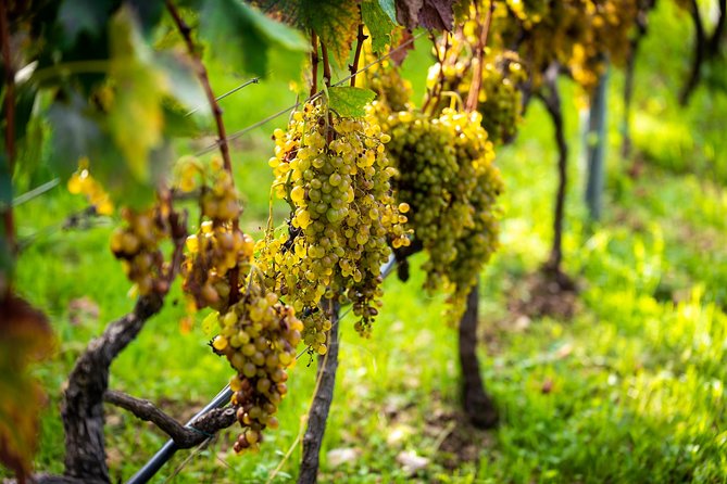 Olive farm & village - Learning From Ivica: The Countryside as a Classroom