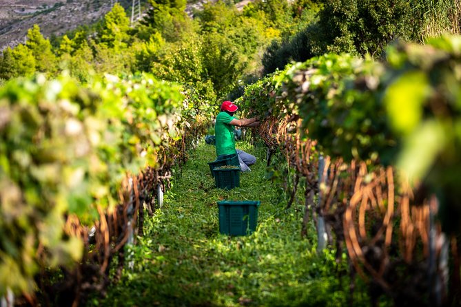 Olive farm & village - What Pickup, Timing, and Group Size Mean for Your Day