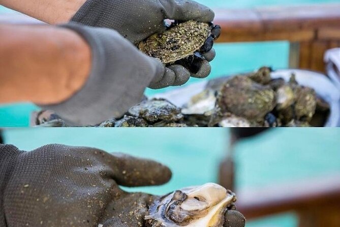 Oyster farm experience / Private day trip from Dubrovnik - What your $258.30 buys, and what you may pay extra