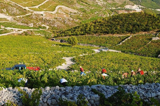 Oysters & Wine Tour From Dubrovnik (Small Group) - Food and Wine Pairings: What You’re Really Paying For