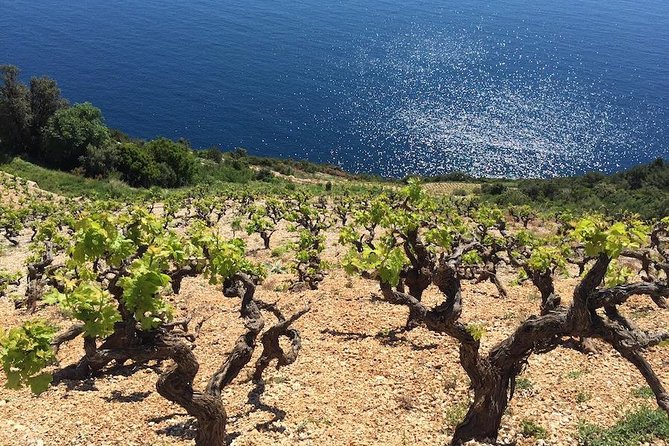 Peljesac and Ston Private Wine Tour with Tastings from Dubrovnik - Pickup, Timing, and the Comfort Factor on Winding Roads