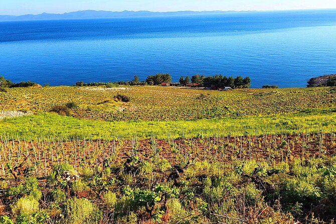 Peljesac and Ston Private Wine Tour with Tastings from Dubrovnik - Ponikve (Boljenovići): Third Winery, Meet the Owner Style Tasting