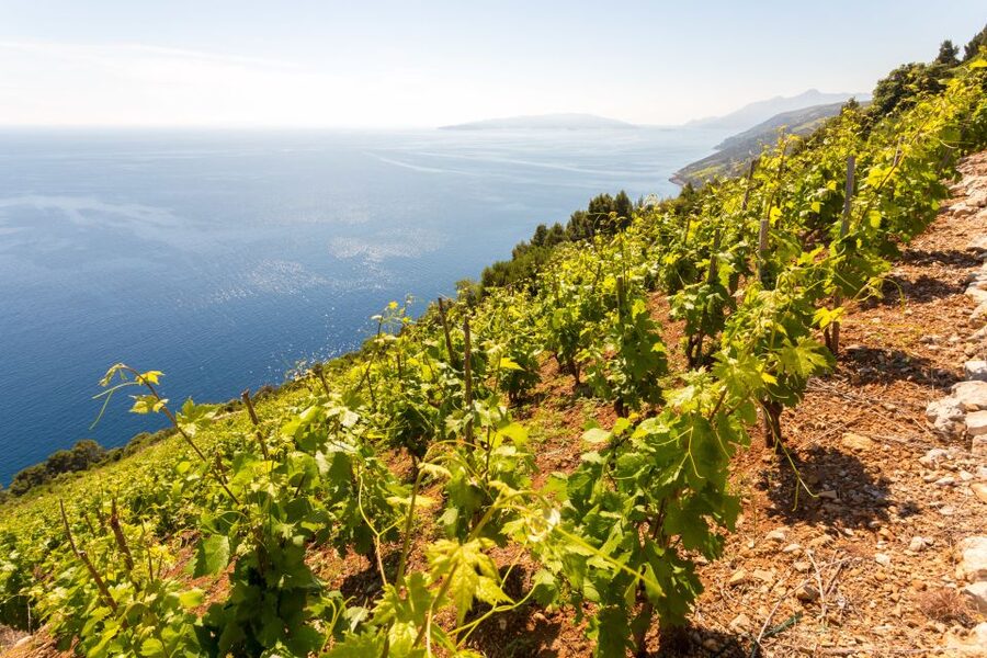Pelješac Full-Day Wine and Food Tour from Dubrovnik - Pelješac From Dubrovnik: The Quick Escape That Feels Local