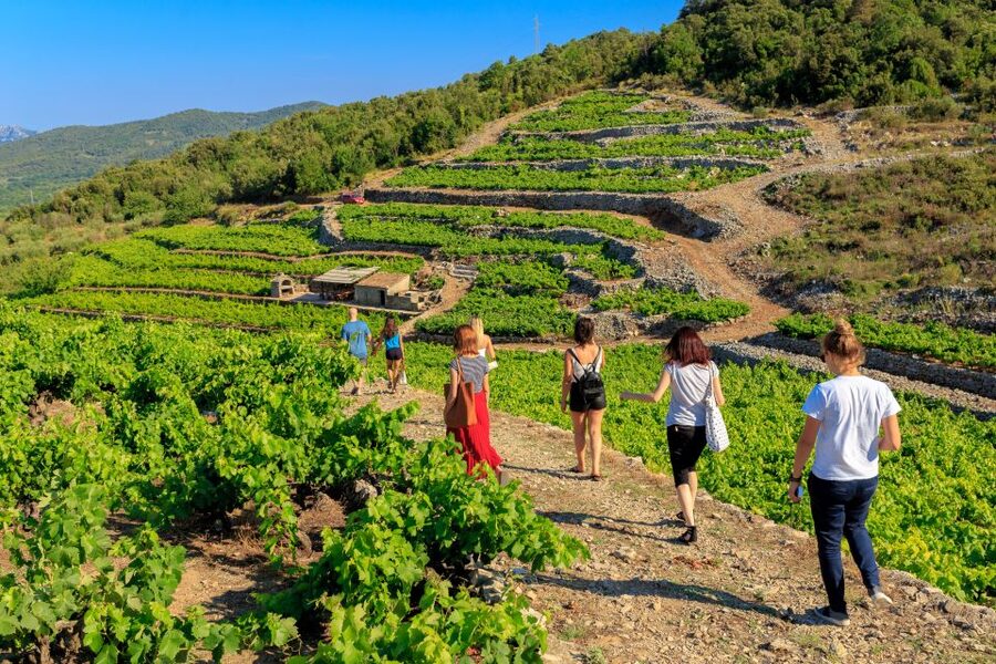 Pelješac Full-Day Wine and Food Tour from Dubrovnik - Marenda at a Konoba: The Peasant Brunch That Ends the Tour Right