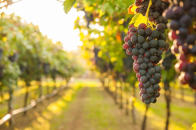 Peljesac Peninsula Wine Tasting Luxury Tour from Dubrovnik - Why Peljesac and Ston make sense from Dubrovnik