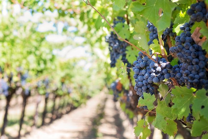 Peljesac Peninsula Wine Tasting Luxury Tour from Dubrovnik - Ston and the Wall of Ston: what you see is the point