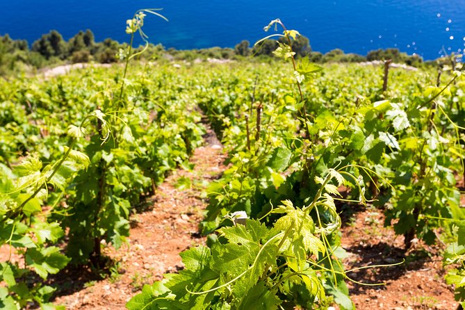 Peljesac&Ston Small-Group Food & Wine Experience from Dubrovnik - Ston salt pans: why this coastal product still matters