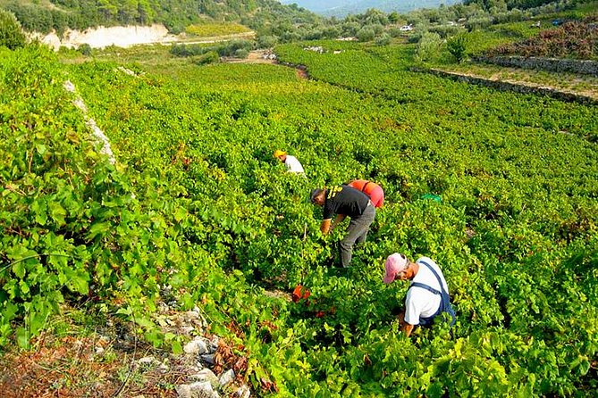 Peljesac Vineyards & Oysters - Private Day Trip from Dubrovnik-Mercedes Vehicle - The Winery Lineup: What Optional Tastings Look Like