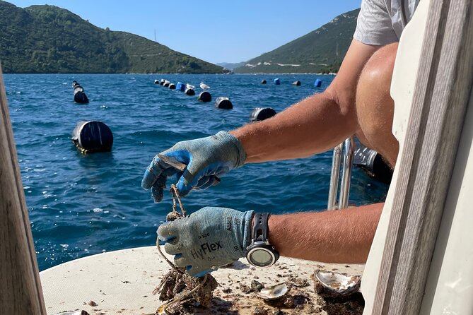 Pelješac - Wine, Oysters and Food Experience from Dubrovnik - Second winery and cellar time: how the tastings get deeper