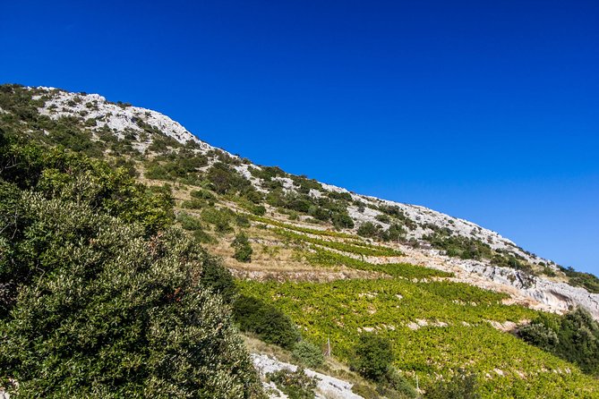 Peljesac Wine & Ston Oysters PRIVATE HALF DAY SHORE TOUR - Mali Ston oysters: the bay ride and Mario’s farming story