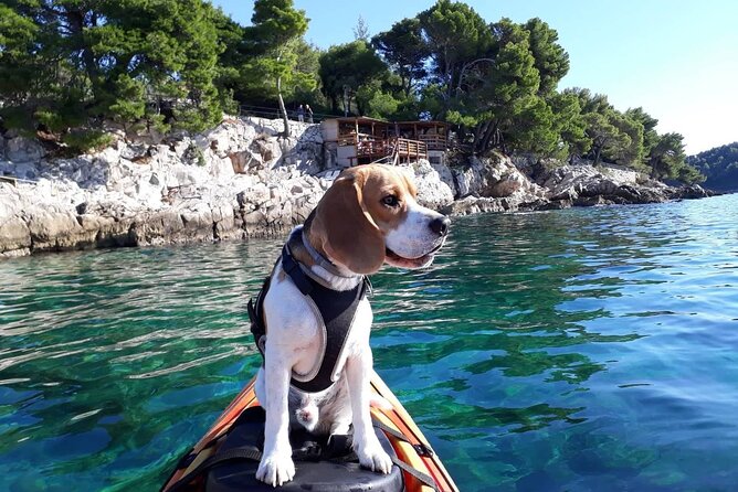 'Pomalo' Guided Sea Kayaking Tour in Cavtat - Key Points You’ll Care About