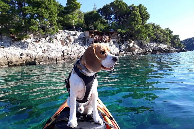 'Pomalo' Guided Sea Kayaking Tour in Cavtat - Why the Supetar Island Swim Stop Is the Best Part