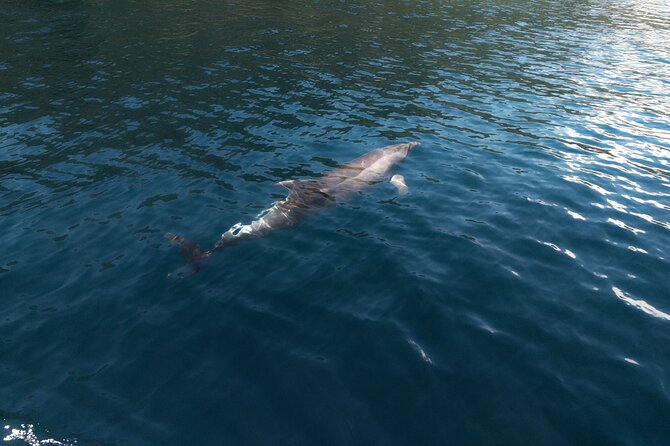 Private Boat Tours Dubrovnik Beach stops and Blue Cave tour - Who This Dubrovnik Private Tour Fits Best