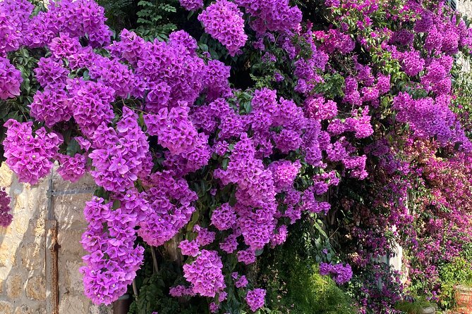 Private Game of Thrones Tour with King's Landing Garden - Trsteno Arboretum: Dubrovnik’s quieter King’s Landing garden