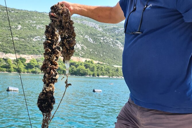 Private Oyster and Wine Tasting Day Trip along Peljesac - Price and Value: Is It Worth 297.85 Per Person?