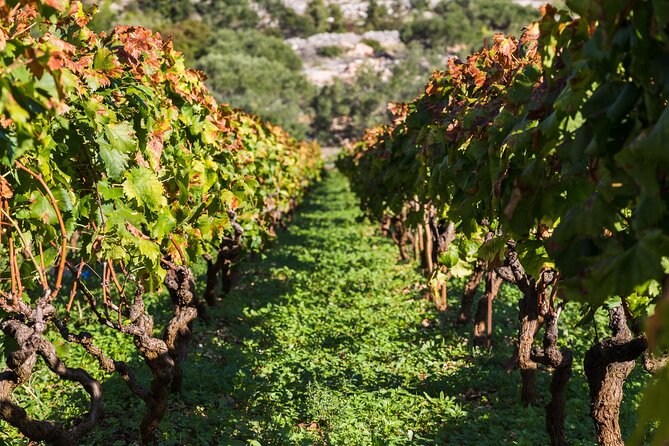 Private Tour: Ston and Peljesac Peninsula Day Trip with Wine Tasting - From Dubrovnik to Peljesac, you’re already on a mini road trip