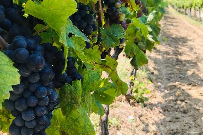 PRIVATE Wine Tour to Konavle country side - How a Private Transfer Makes the Day Work