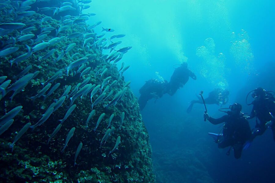 Scuba Diving in Dubrovnik: 1 Dive for Certified Divers - Who this works best for