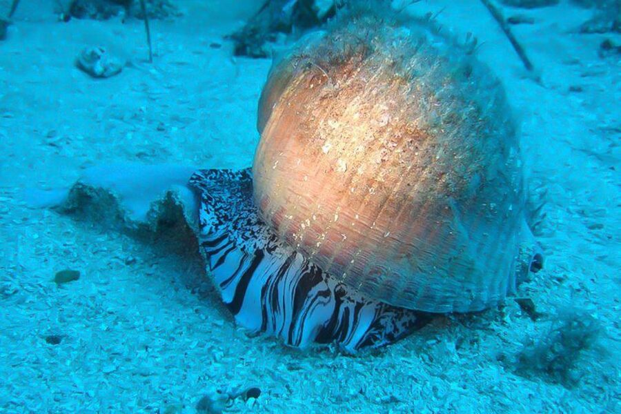 Scuba Diving in Dubrovnik: 1 Dive for Certified Divers - Meeting at Blue Planet, right by Dubrovnik Palace