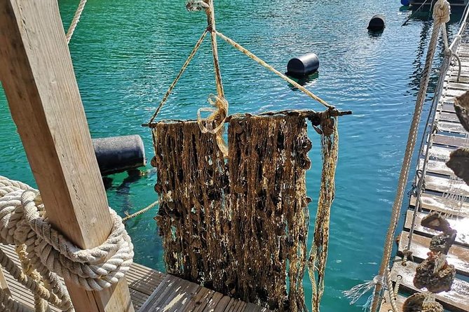 Ston Gastro Tour - Mali Ston Oyster Farms: The Briny Stop Everyone Talks About