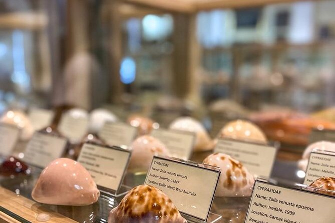 Visit Shell Museum Cavtat - Key Highlights at Shell Museum Cavtat