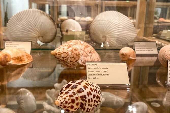 Visit Shell Museum Cavtat - Getting to the Shell Museum in Cavtat (and Why It Works)