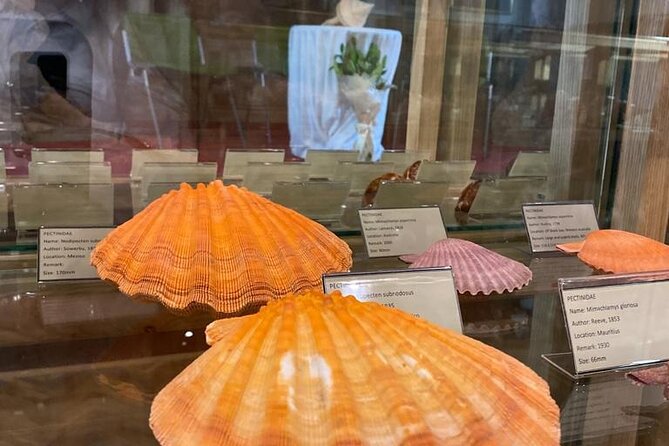 Visit Shell Museum Cavtat - How to Make the Most of Your Visit