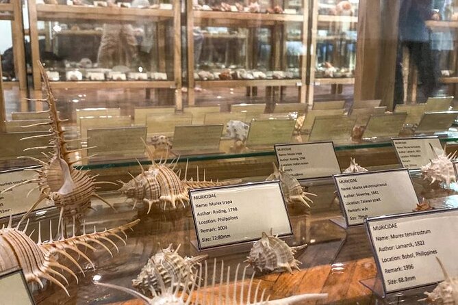 Visit Shell Museum Cavtat - Glossus Humanus: What to Expect on the Guided Walk