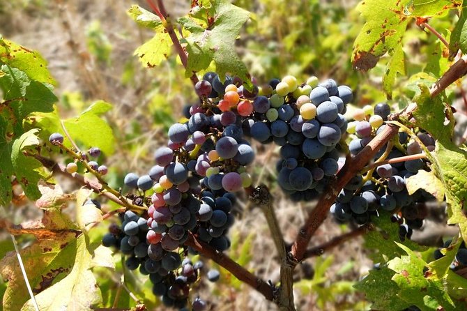 Wine Lover's Tour of Peljesac Peninsula - The Scenic Peljesac Peninsula Drive: Why the Road Time Matters