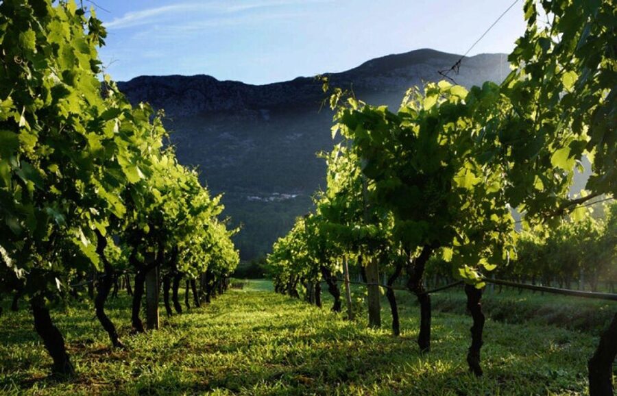 Wine tasting on Peninsula Pelješac wine tour from Dubrovnik - From Dubrovnik to Pelješac, it is all about the drive and the payoffs